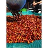 Flavor Robusta - Cà Phê Robusta Tím Lâm Hà - Lâm Đồng