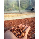 Flavor Robusta - Cà Phê Robusta Tím Lâm Hà - Lâm Đồng
