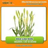 Hoa loa kèn (bó 10 bông)