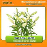 Hoa Ly Ù Vàng - Bó 5 Cành (1 cành 3-4 tai)