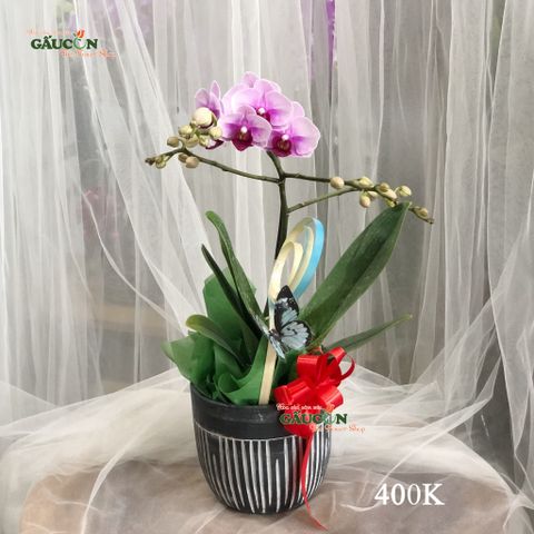 Chậu lan mini 1 cành