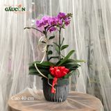 Lan mini 2 cành tím