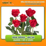 Hoa hồng đỏ sa (bó 5 cành)