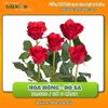 Hoa hồng đỏ sa (bó 5 cành)