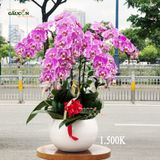 Chậu lan hồ điệp đột biến 5 cành