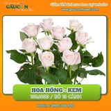 Hoa hồng kem (bó 10 cành)