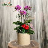Chậu lan mini tím 3 cành