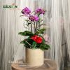 Chậu lan mini tím 3 cành