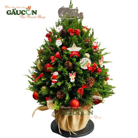 Cây thông từ nhánh sơn tùng tươi (tone đỏ)