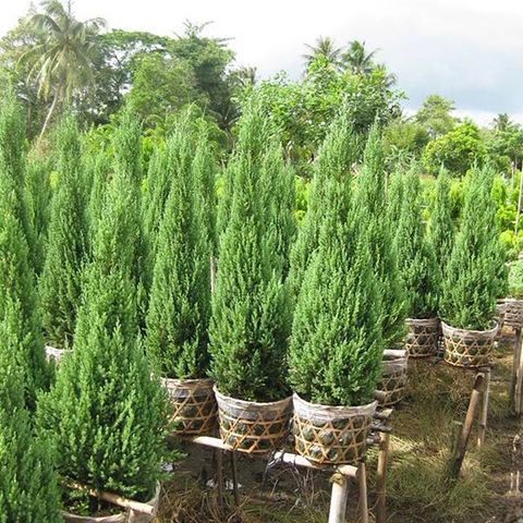 CHẬU CÂY SƠN TÙNG NGUYÊN GỐC  ( chưa trang trí )