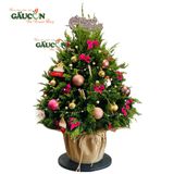 Cây thông từ nhánh sơn tùng tươi (tone hồng)