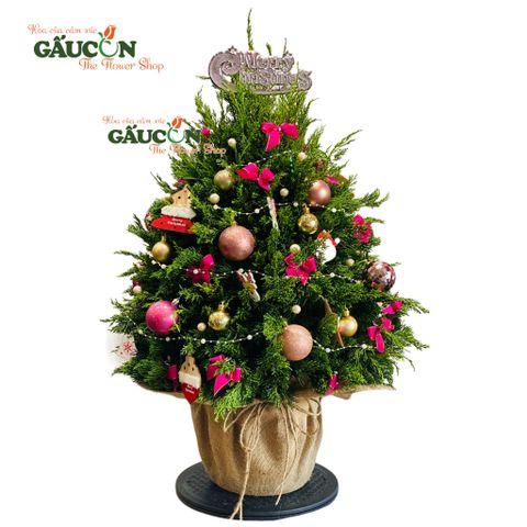 Cây thông từ nhánh sơn tùng tươi (tone hồng)