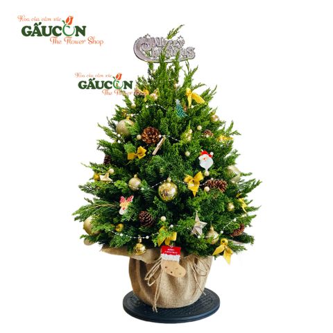 Cây thông từ nhánh sơn tùng tươi (tone vàng)