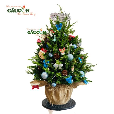 Cây thông từ nhánh sơn tùng tươi (xanh dương)