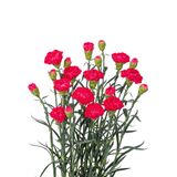 Cẩm Chướng Hồng