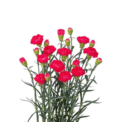 Cẩm Chướng Hồng