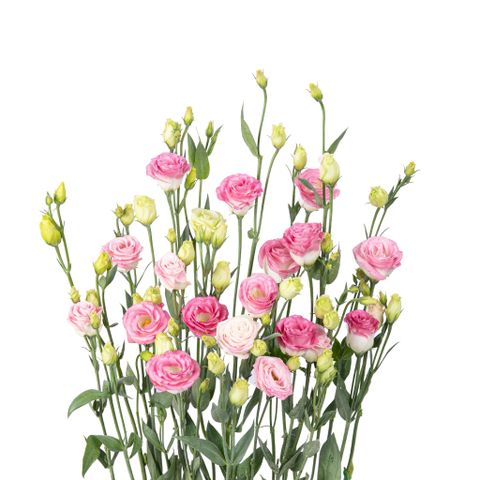 Cát Tường Hồng