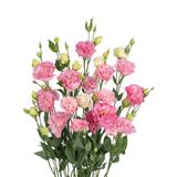 Cát Tường xoắn hồng