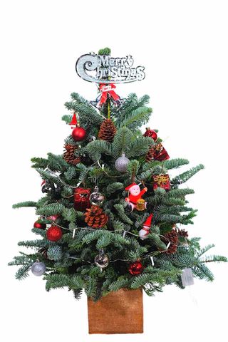 Thông Tươi Đan Mạch tạo hình cây thông ( đã trang trí)