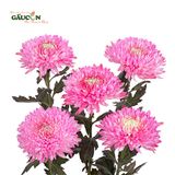 Cúc mẫu đơn hồng - bó 5 cành