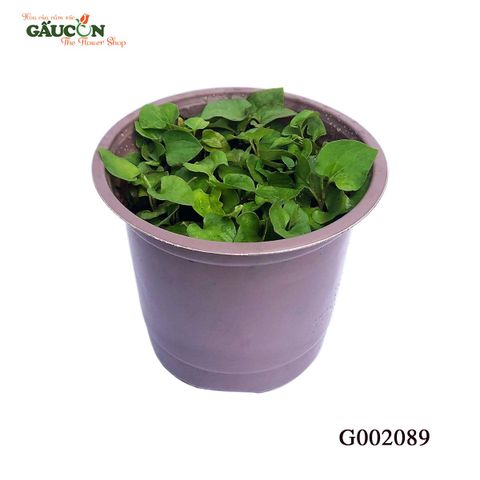 G002089 - Chậu diếp cá