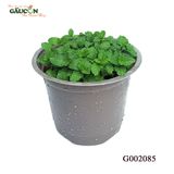 G002085 - Chậu húng lủi
