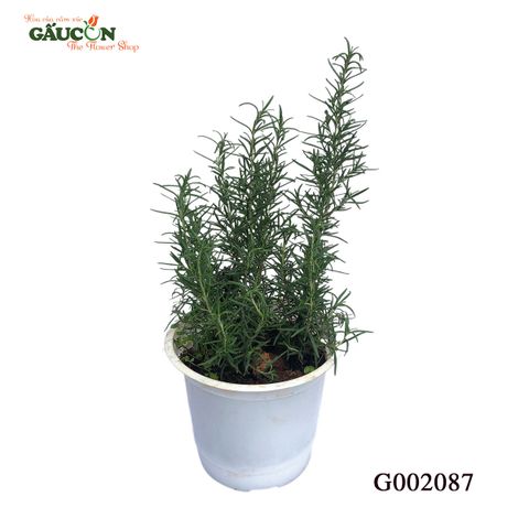 G002087 - Chậu hương thảo