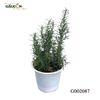 G002087 - Chậu hương thảo