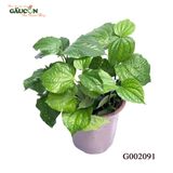 G002091 - Chậu lá lốt