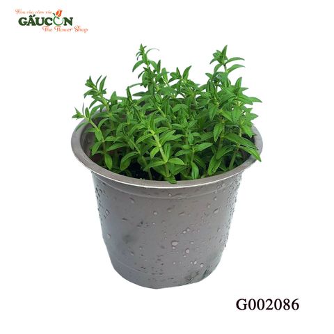 G002086 - Chậu lá ngò