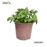 G002084 - Chậu lá quế