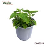 G002083 - Chậu lá tần