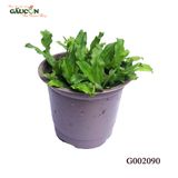 G002090 - Chậu ngò gai