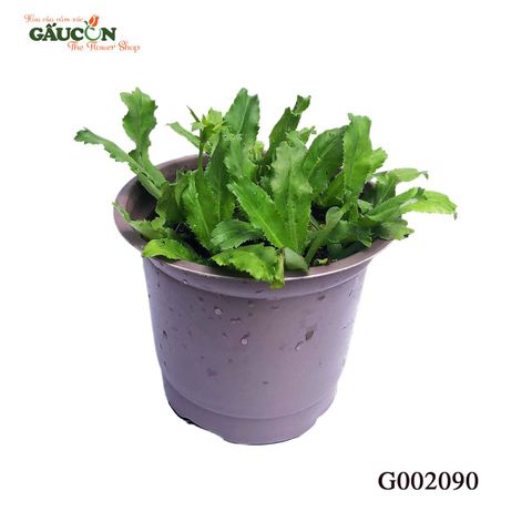 G002090 - Chậu ngò gai