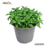 G002092 - Chậu rau răm