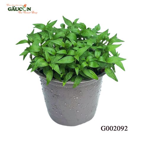 G002092 - Chậu rau răm