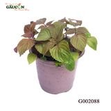 G002088- Chậu tía tô