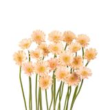 Đồng tiền nhí màu da