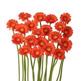 Đồng tiền nhí màu cam