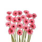 Đồng tiền nhí màu hồng