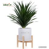 Đại Phát Tài - G000880