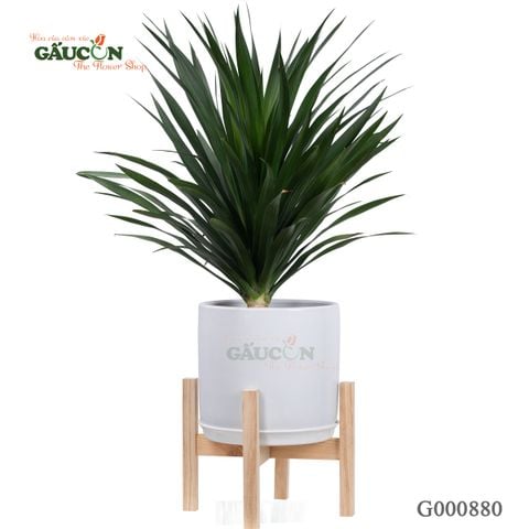 Đại Phát Tài - G000880