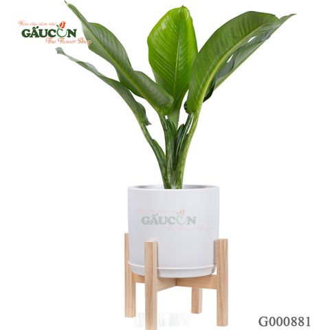 Đại Phú Gia - G000881