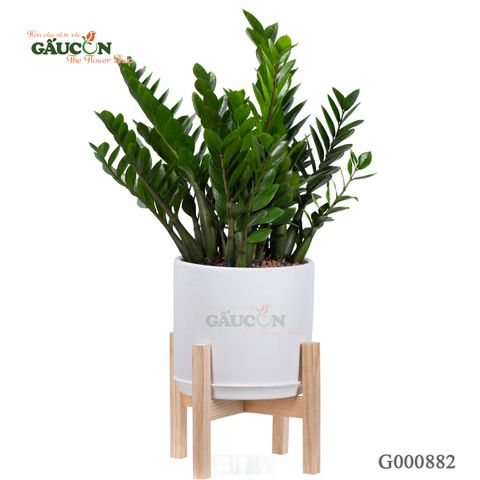 Kim Tiền - G000882