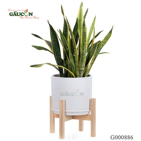 Lưỡi Hổ - G000886