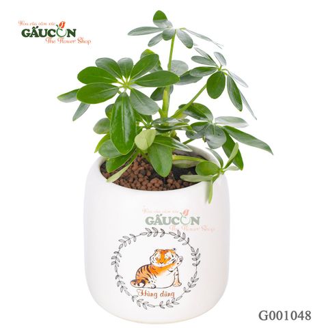 Ngũ Gia Bì - Tuổi Dần - G001048