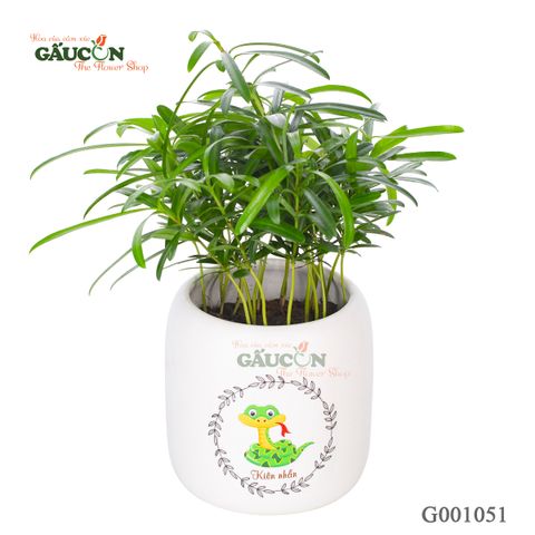 Vạn Niên Tùng - Tuổi Tỵ - G001051