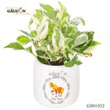 Trầu Bà Đất - Tuổi Ngọ - G001052