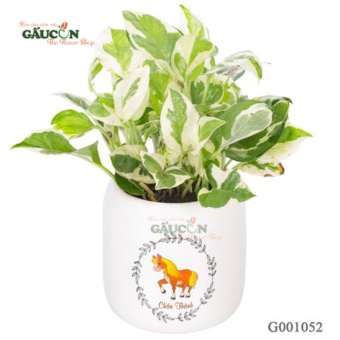 Trầu Bà Đất - Tuổi Ngọ - G001052