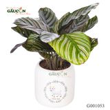 Đuôi Công - Tuổi Mùi - G001053